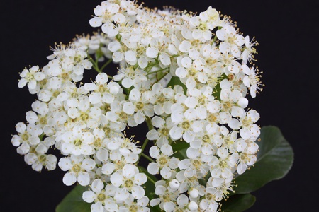 Pyracantha Firethornの写真素材