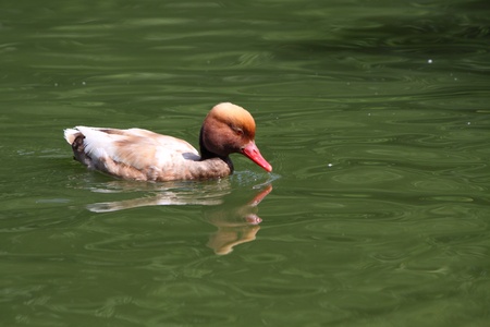 Red Crested Pochard/netta rufinaの写真素材