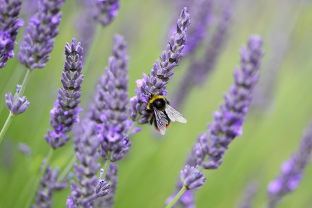 Early Bumble bee ,Bombus pratorumの写真素材