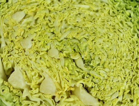 Cabbage backgroundの写真素材