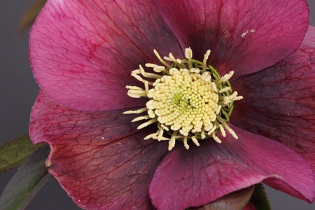 Hellebore nigerの写真素材