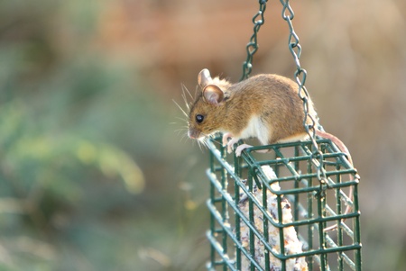 field mouse