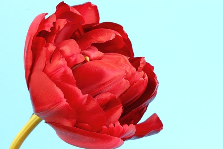 tulipの写真素材