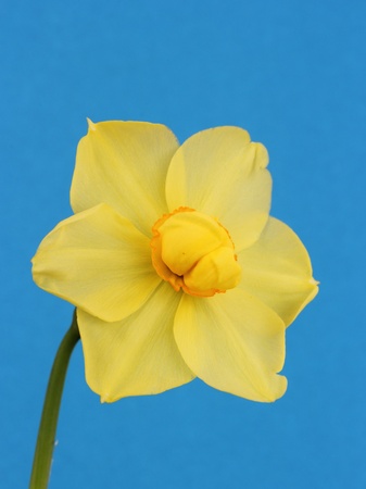 daffodilの写真素材