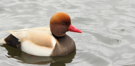 Red Crested Pochardの写真素材