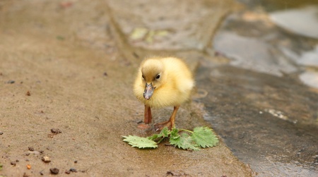 ducklingの写真素材
