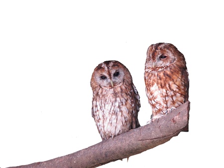 Tawny owlsの写真素材