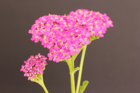 spireaの写真素材