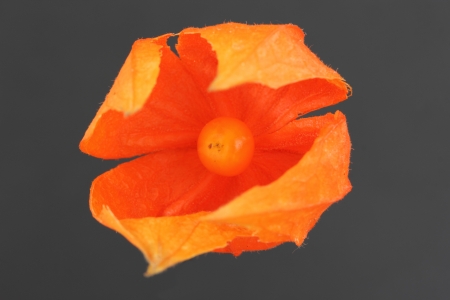 Physalis peruviana Cape Gooseberryの写真素材