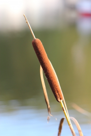 Bulrushの写真素材