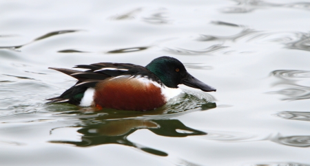 Northern Shovelerの写真素材