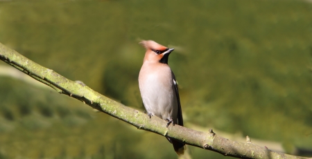 Bohemian waxwing
