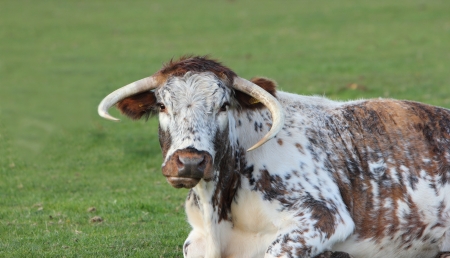 Longhorn cowの写真素材