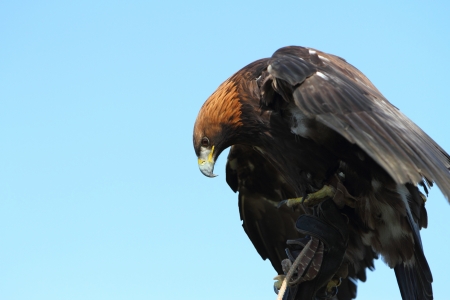 Golden Eagleの写真素材