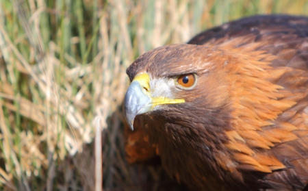 Golden Eagleの写真素材