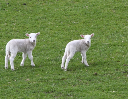 Lambsの写真素材