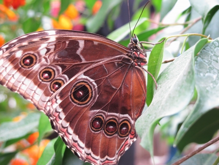 Underside of a Blue Morph butterflyの写真素材