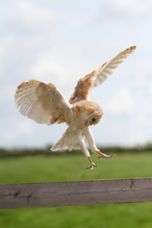Barn owlの写真素材