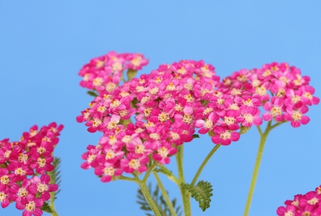 Achilleの写真素材