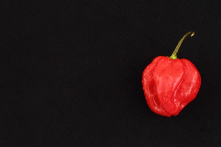 Scotch bonnet chilliの写真素材