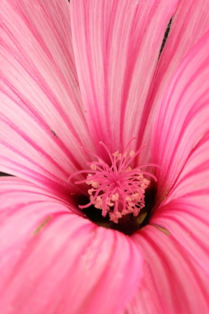 Pink Mallowの写真素材