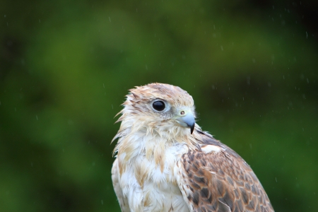A wet Saker falconの写真素材