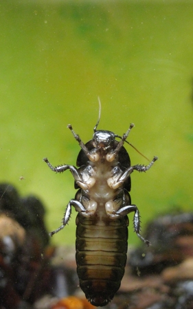 Cockroach