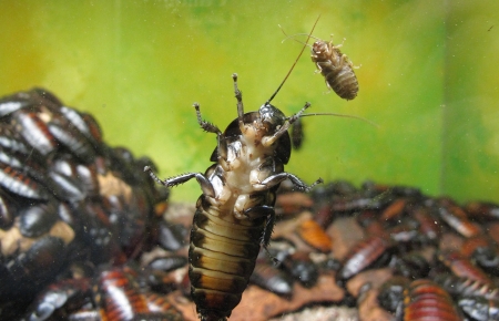 Cockroach