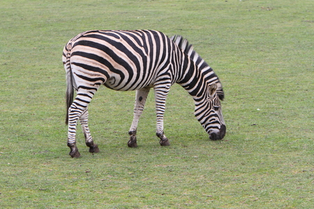 Chapman's Zebra (Equus quagga chapmani)の写真素材
