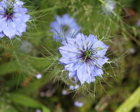 Nigella, Love in the mistの写真素材