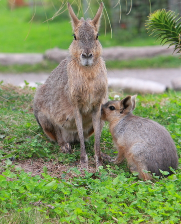 Patagonian maraの写真素材