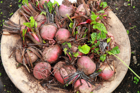 Beetrootの写真素材