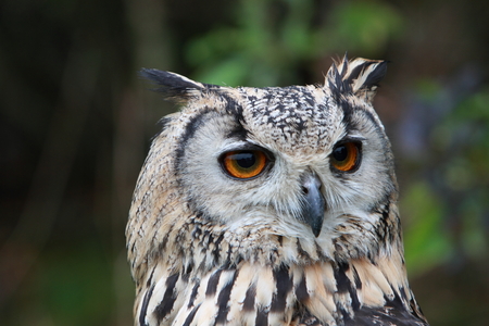Indian Eagle Owlの写真素材