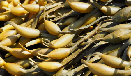 Seaweed that could be used as a backgroundの写真素材
