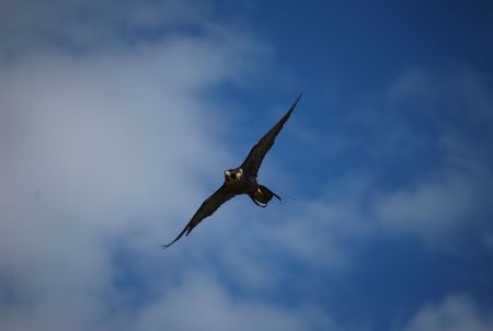 Bird of prey flyingの写真素材