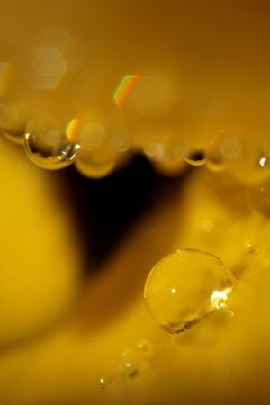 Close-up Rain-drop on Yellow Flowerの写真素材