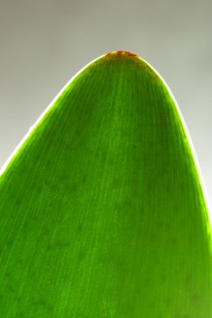 Green leaf on gray background