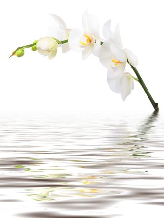 White Orhid on white background with reflectionの写真素材