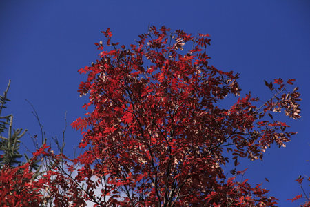 For a trip to Xinjiang in late autumn, go to Kanas and Hemu Village, which are known as the palette...