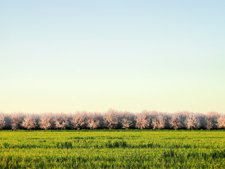 Blooming cherry orchard in the Sacramento Valley, Californiaの写真素材