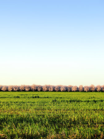Blooming cherry orchard in the Sacramento Valley, Californiaの写真素材