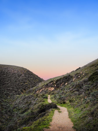 Tule deer herd and colorful December dawn at Point Reyes, California, Pacific coastの写真素材