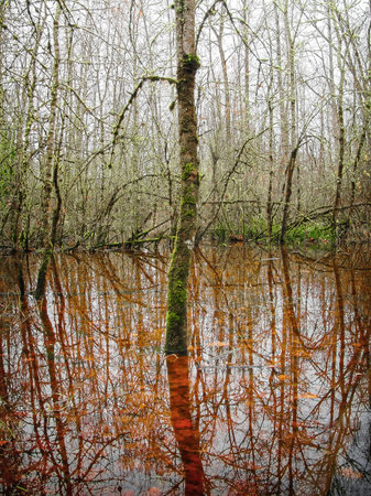 Autumn reflections in a pond alongside the Willamette River outside Eugene, Oregon