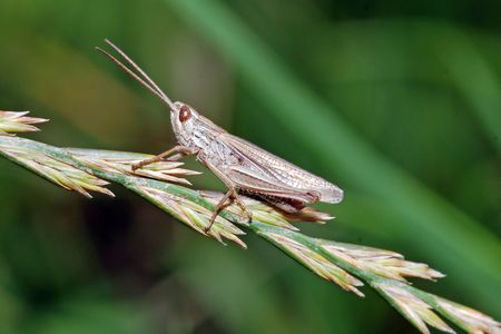 cricketの写真素材