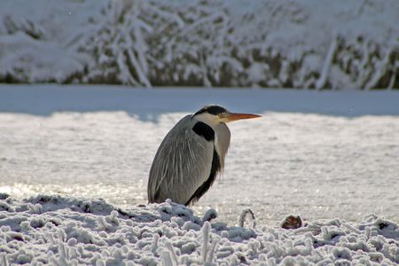 heronの写真素材