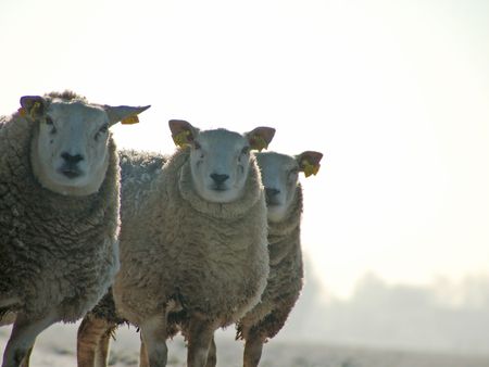 sheep on the road 3の写真素材