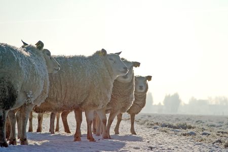 sheep on the roadの写真素材