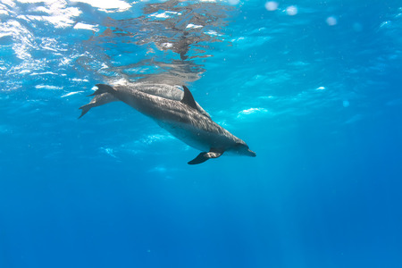 a pair of dolphins playing in sunrays underwaterの写真素材