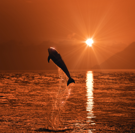 beautiful dolphin jumped from watrer at the sunset timeの写真素材