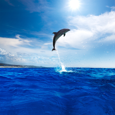 Dolphin Jumping From Open Water in Sea Under Blue Cloudy Sky With Bright Sunの写真素材